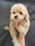 Maltipoo / chłopczyk