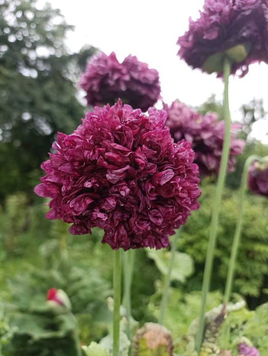 насіння садового маку піоновидного семена папавера асорті.