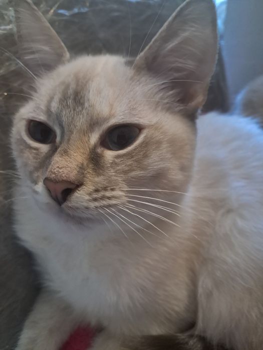 Киці сіамська. Продаеться