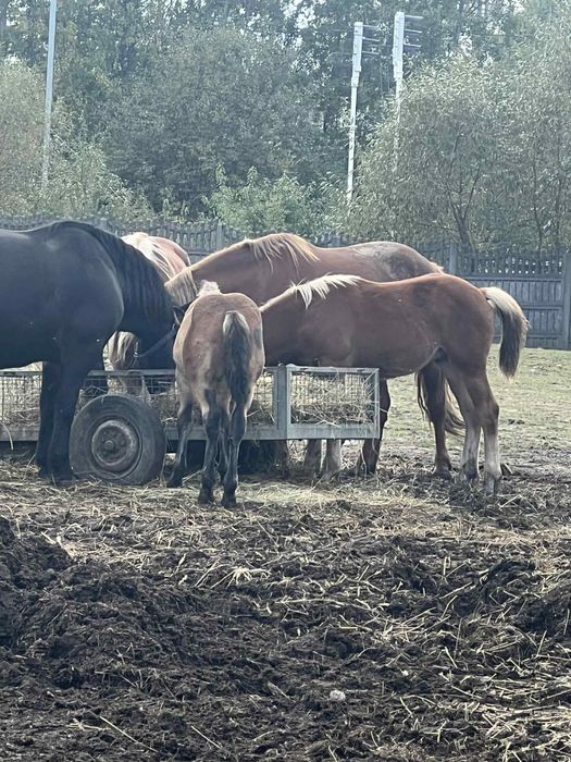 Sprzedam  konie