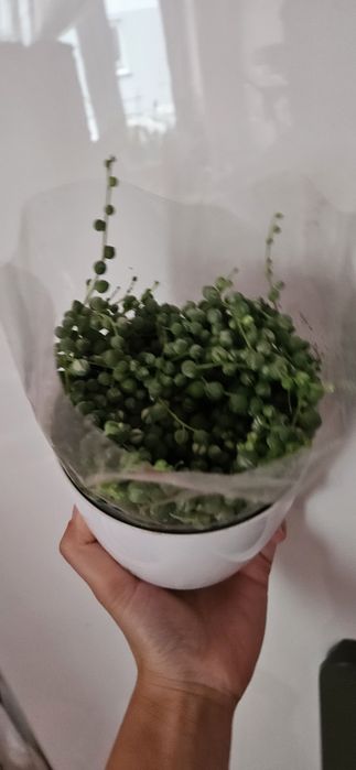 Senecio rowleyanus variegata doniczka