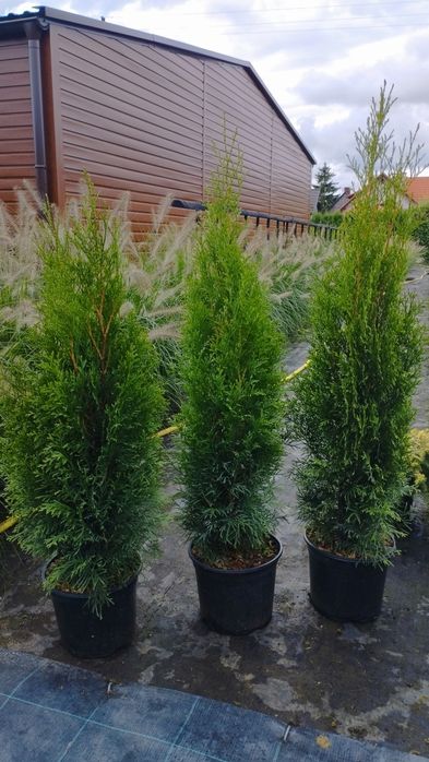 Thuja tuja  szmaragd,brabant,columna