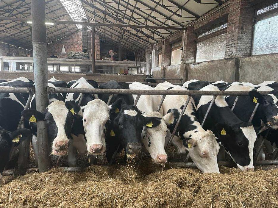 Jałówki Wysokocielne 100% HF- hodowlane