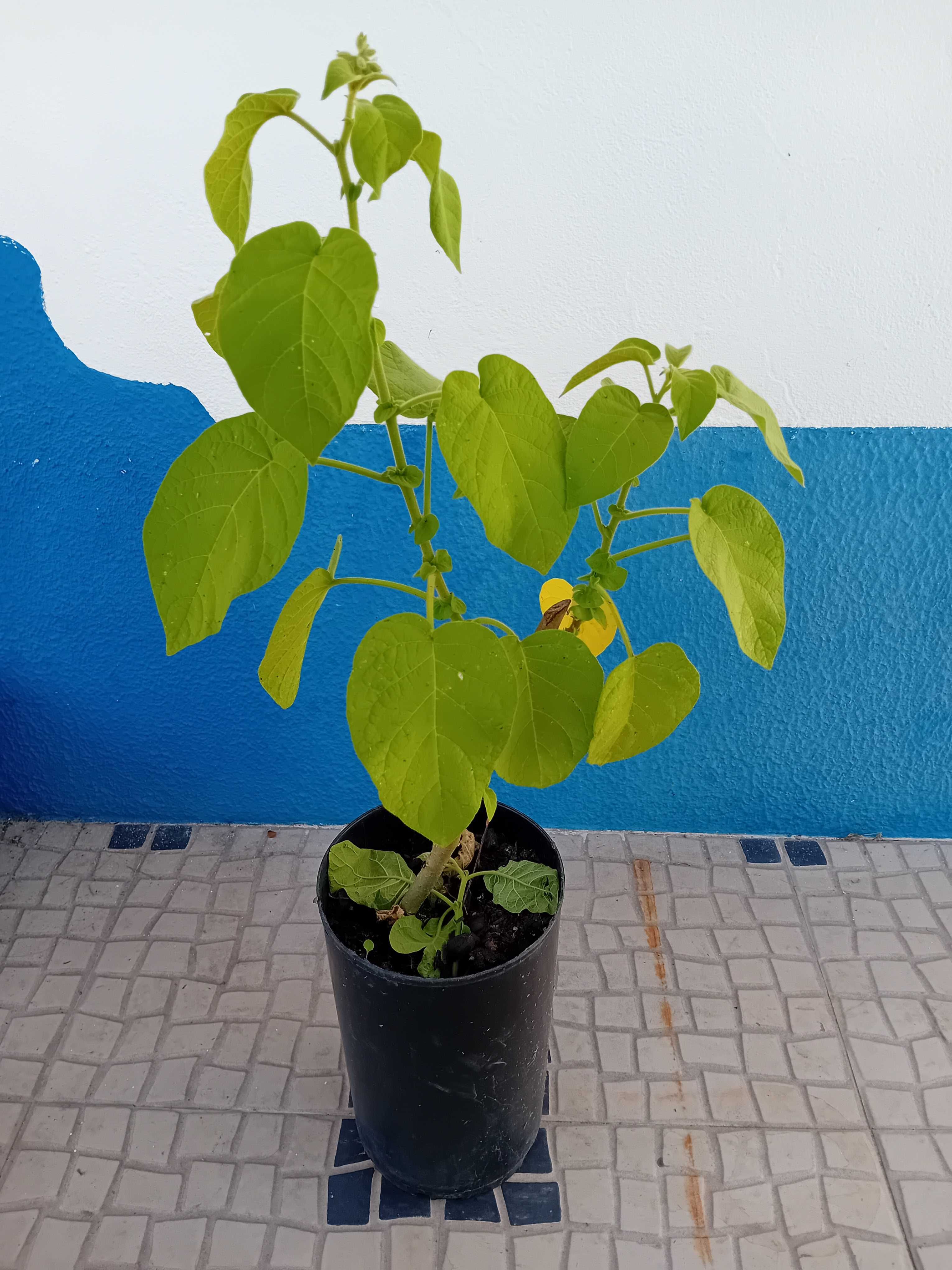 Arvore tamarilho amarelo anao