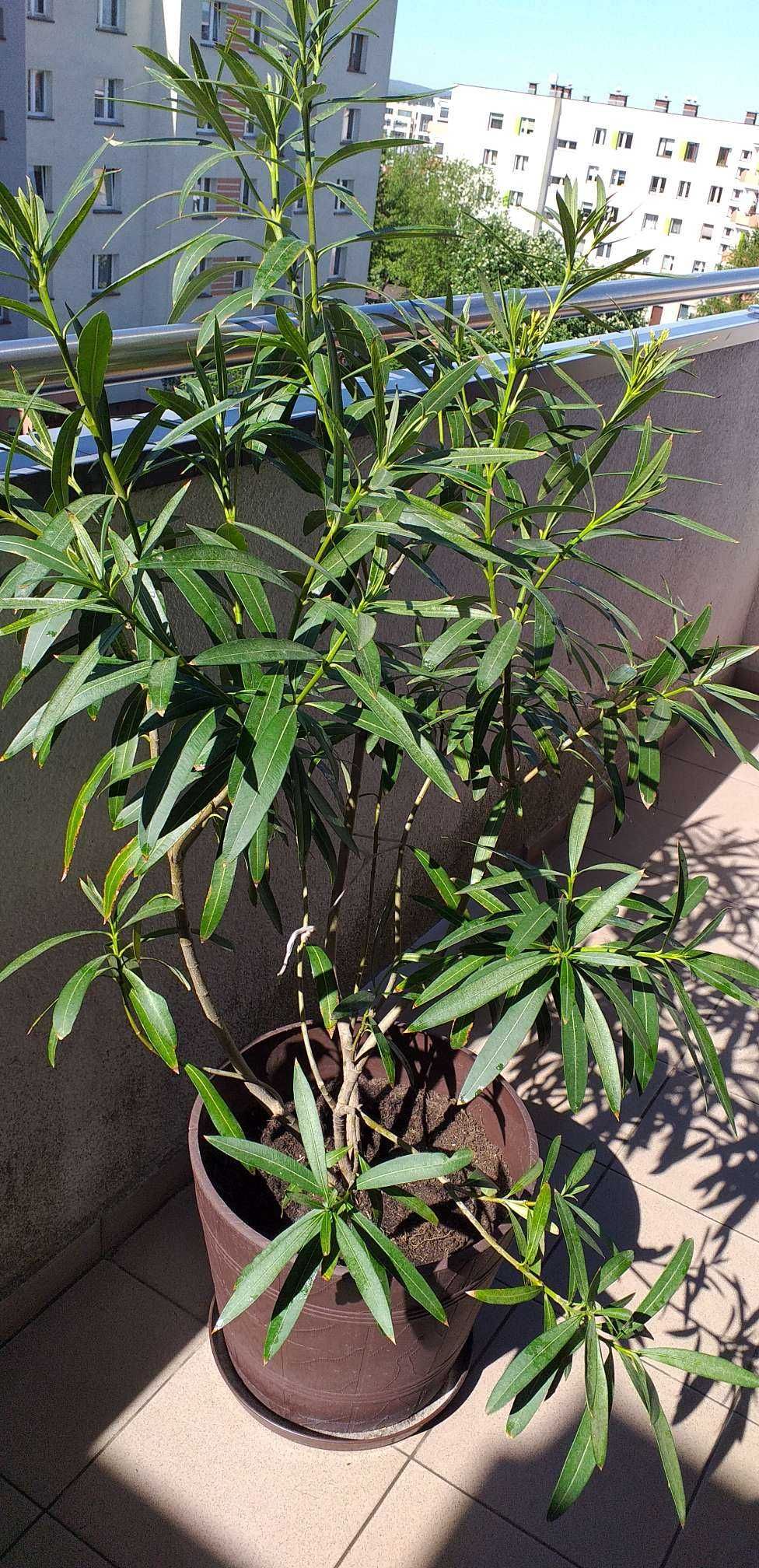 oleander pospolity bialy,1,70-2,00m