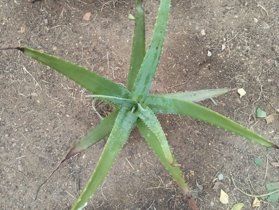 Catos aloe vera disponível