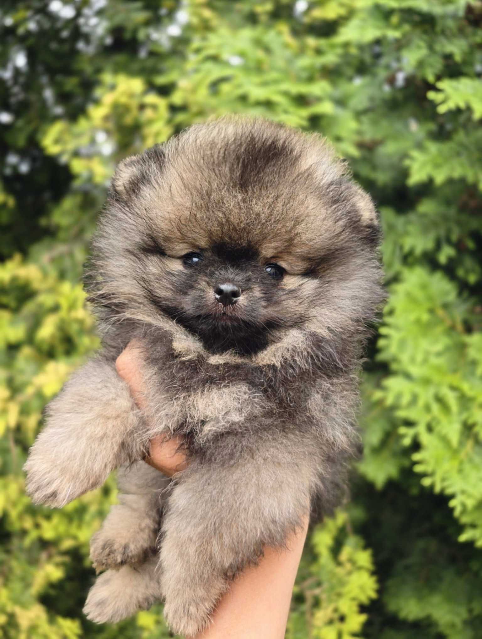 Suczka pomeranian szpic miniaturowy ZKwP
