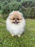 Szpic miniaturowy/ FCI /boo/ Piesek /Pomeranian ZKwP