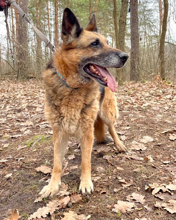 JAGA - psia seniorka szuka domu