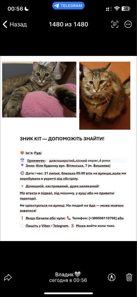 Допоможіть знайти котика