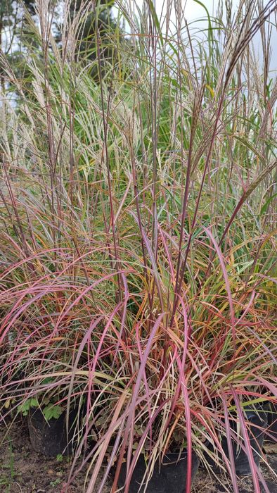 Trawy ozdobne , miskant chiński Memory w doniczkach 3 l.