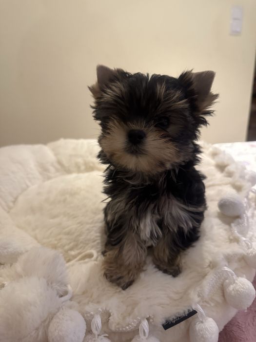 Yorkshire terrier, york z rodowodem ZKwP
