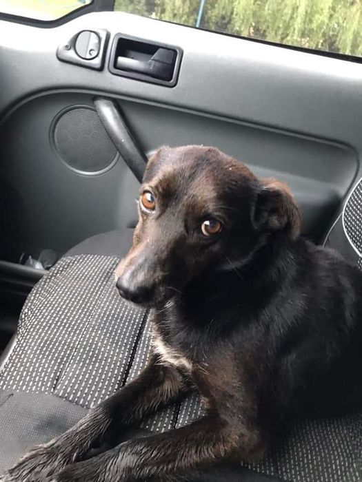 Собака собачка безкоштовно