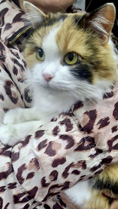 Мила кішка шукає дім