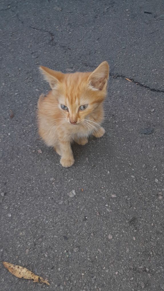 Рыжий котик ждёт своих будущих хозяевов и новый дом.