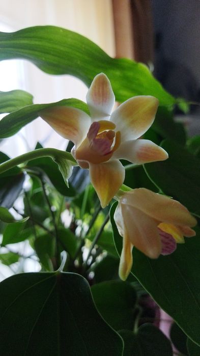 Орхидеи орхидея Морковка Хизис золотистый Chysis aurea, арома ЦВЕТЕТ