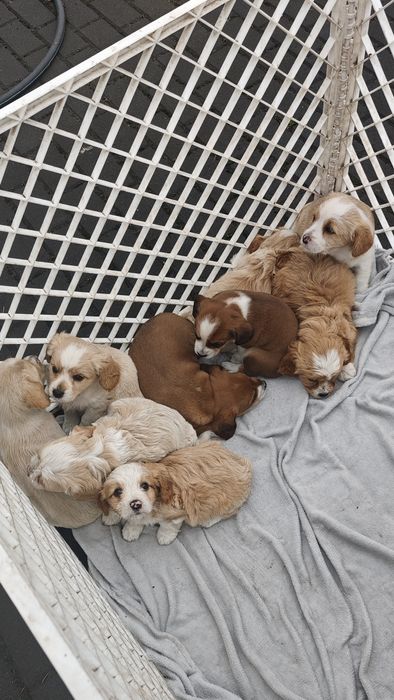 Cudowne pieski szukają domu