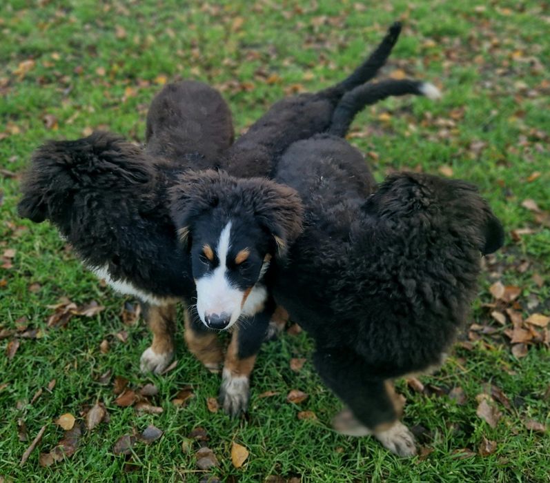 Szczenięta po berneński pies pasterski