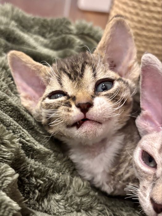 Pregowany devon rex z bielą