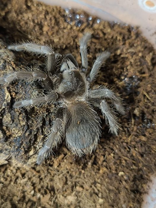 Pająk ptasznik Lasiadora parahybana