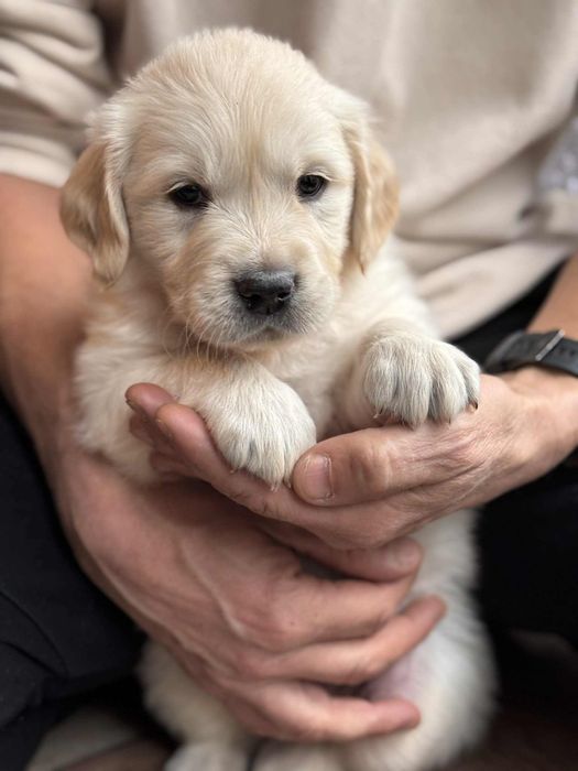 Golden Retriever Champion ZKwP FCI