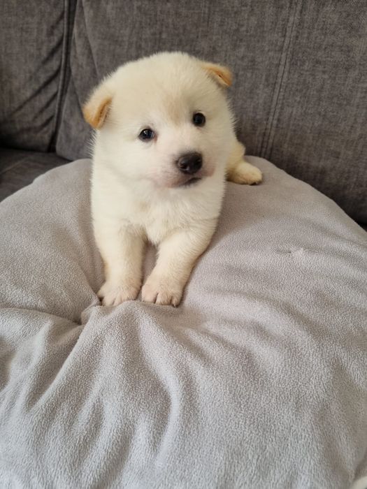 Shiba inu piesek kremowy rezerwacja