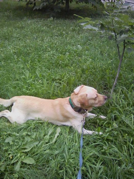 Вязка . Мальчик для девочки.