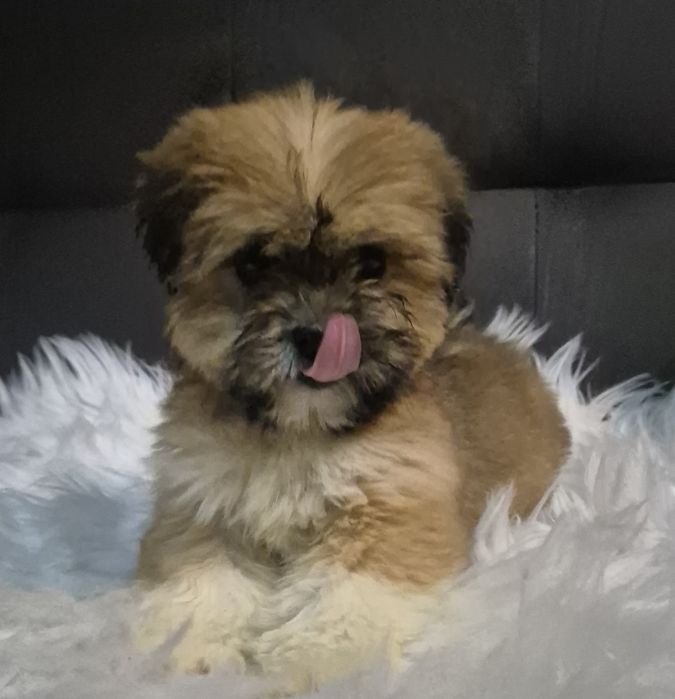 Suczka  lhasa apso