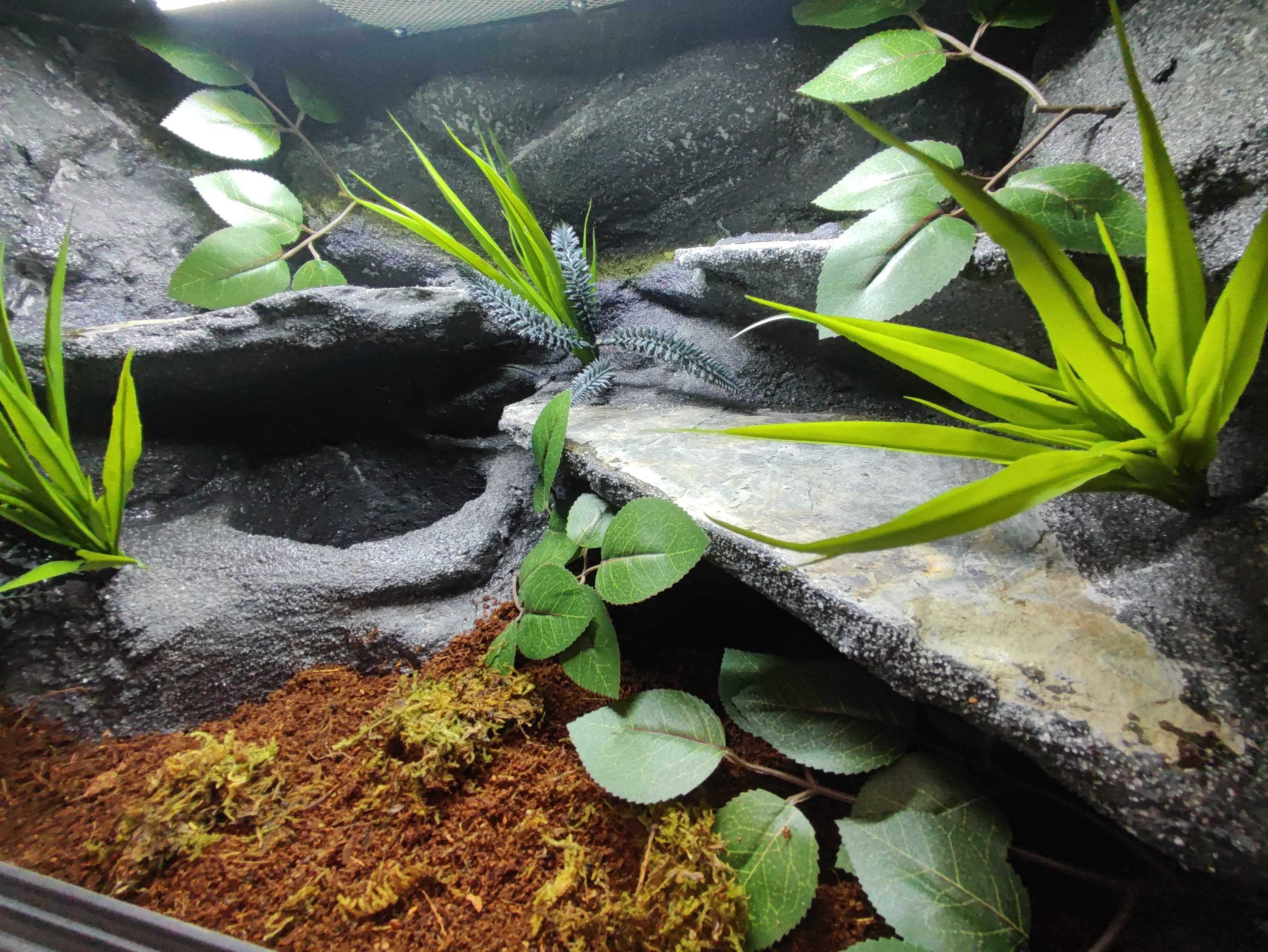 Terrarium pustynne nr715 60/40/40 dla węża boa pyton zbożówka DOSTĘPNE