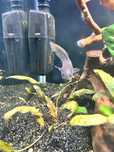 channa red asiatica stripe