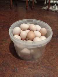 Курячі яйця: не дорого!