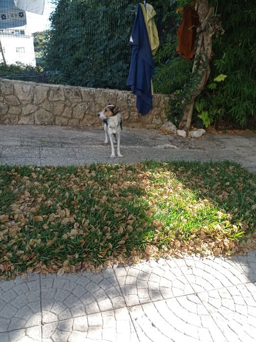 Cãozinho RAFEIRO para adoção responsável - Charlie Brown