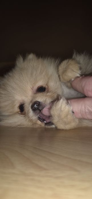 Szpic miniaturowy Pomeranian