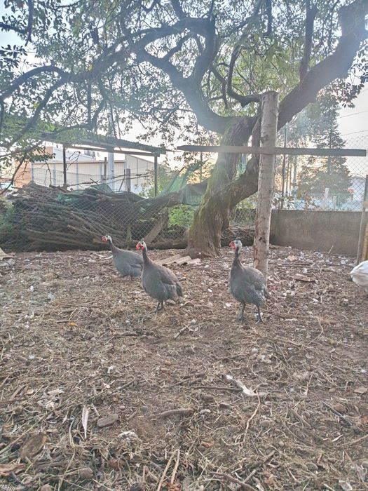 3 Galinhas da Angola