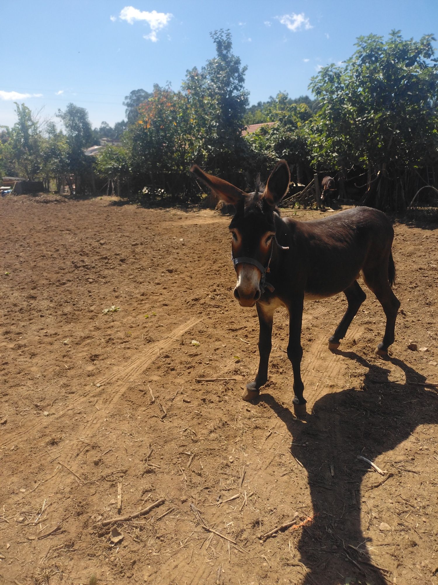 Macho burro inteiro