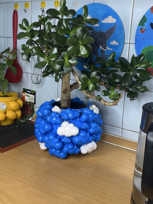 Денежное дерево, Толстянка крассула