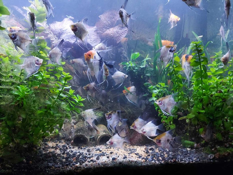 Skalar koi i blusing