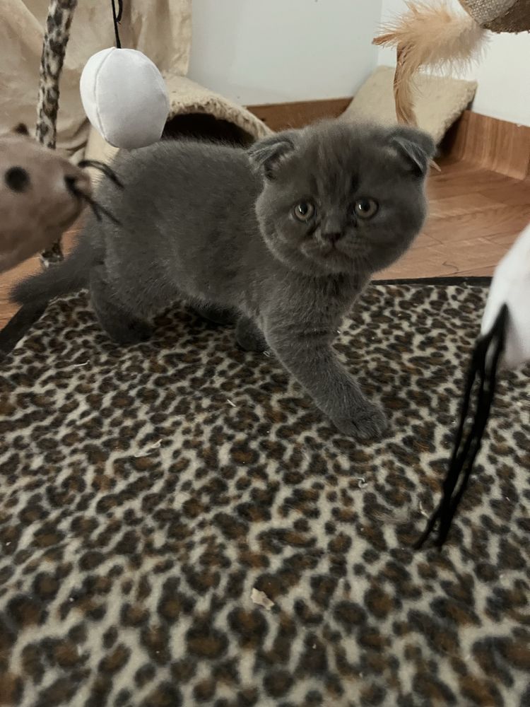 Scottish fold com alta qualidade de raça