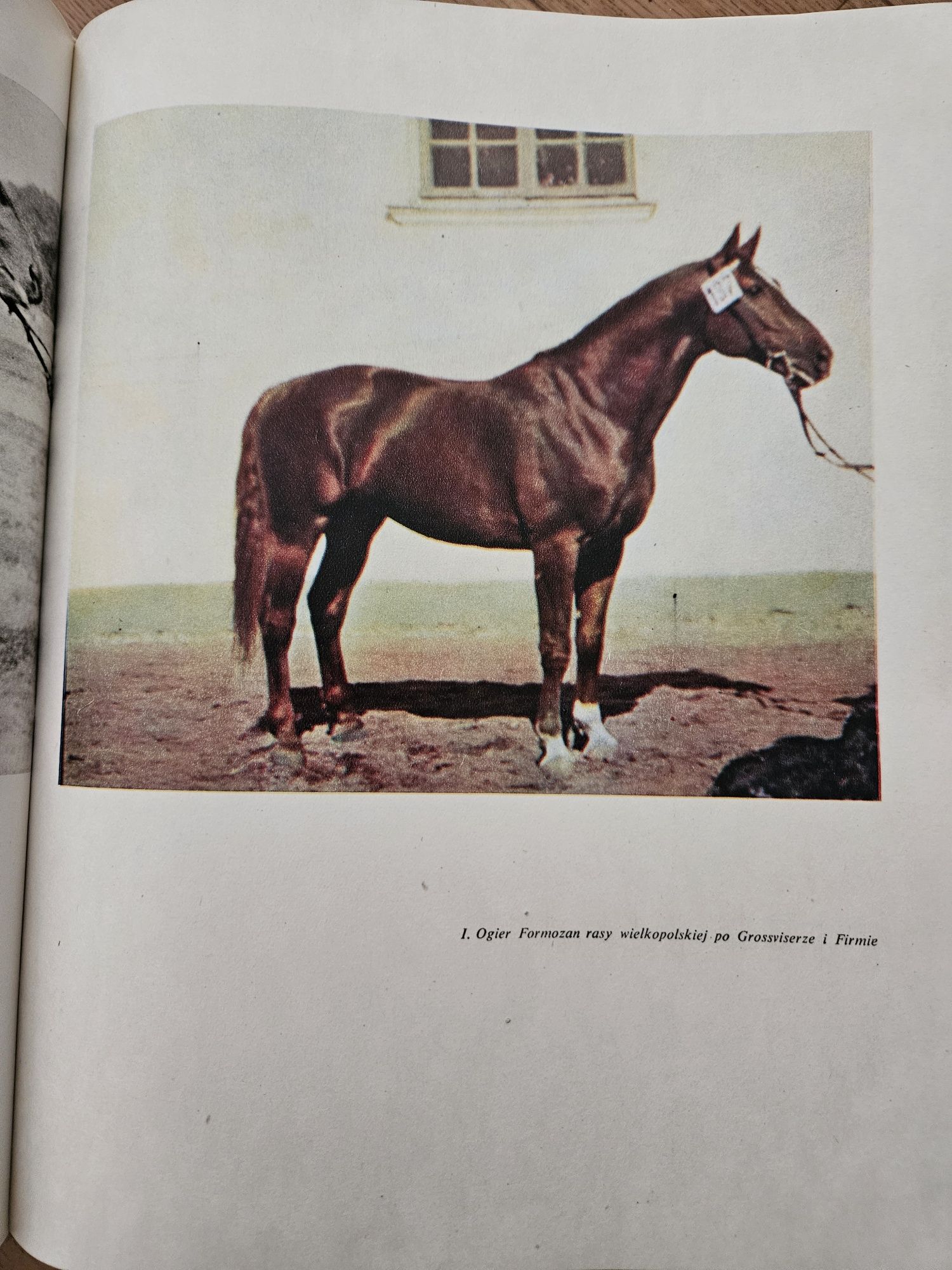 Koń I jeździec.  Album