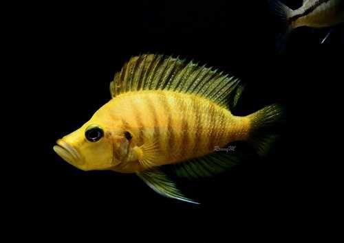 MISIEKZOO - Altolamprologus Compressiceps gold tylko 19 zł