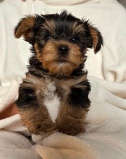 Yorkshire terrier