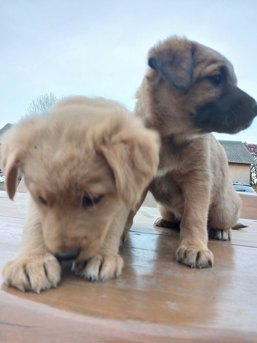 Pieski odam za darmo