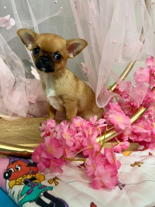 Chihuahua krótkowłosa sunia FCI