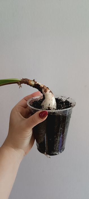 Amarylis hippeastrum Double Dream różowy