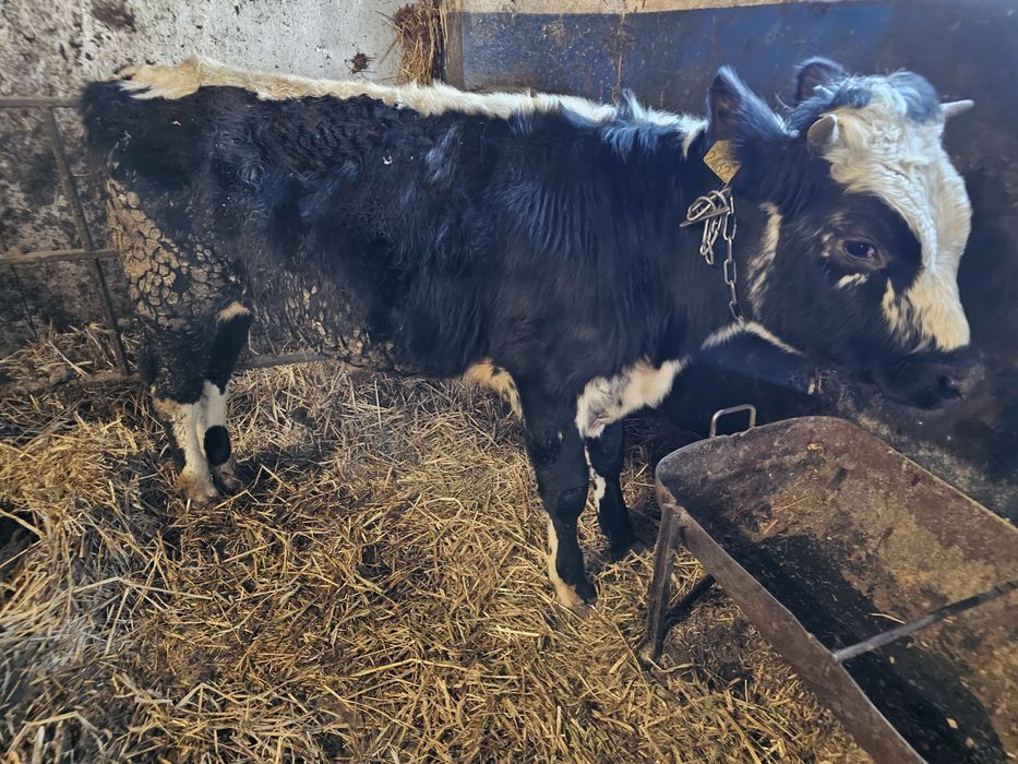 Sprzedam 2 byki roczne białogrzbiety