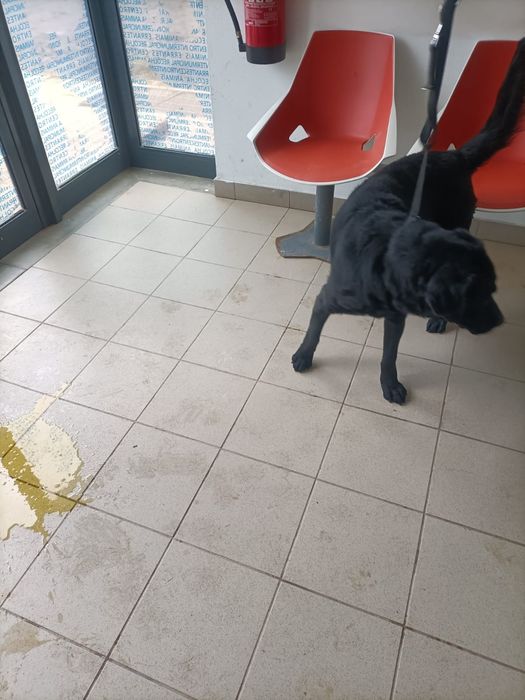 Dá se Cão Raça Labrador