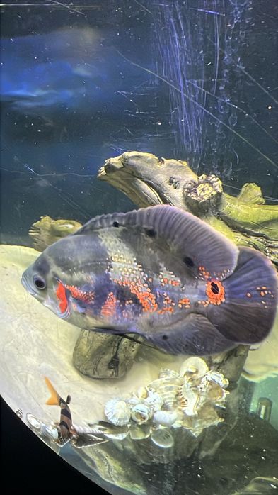Peixe Oscar grande -preço cada unidade