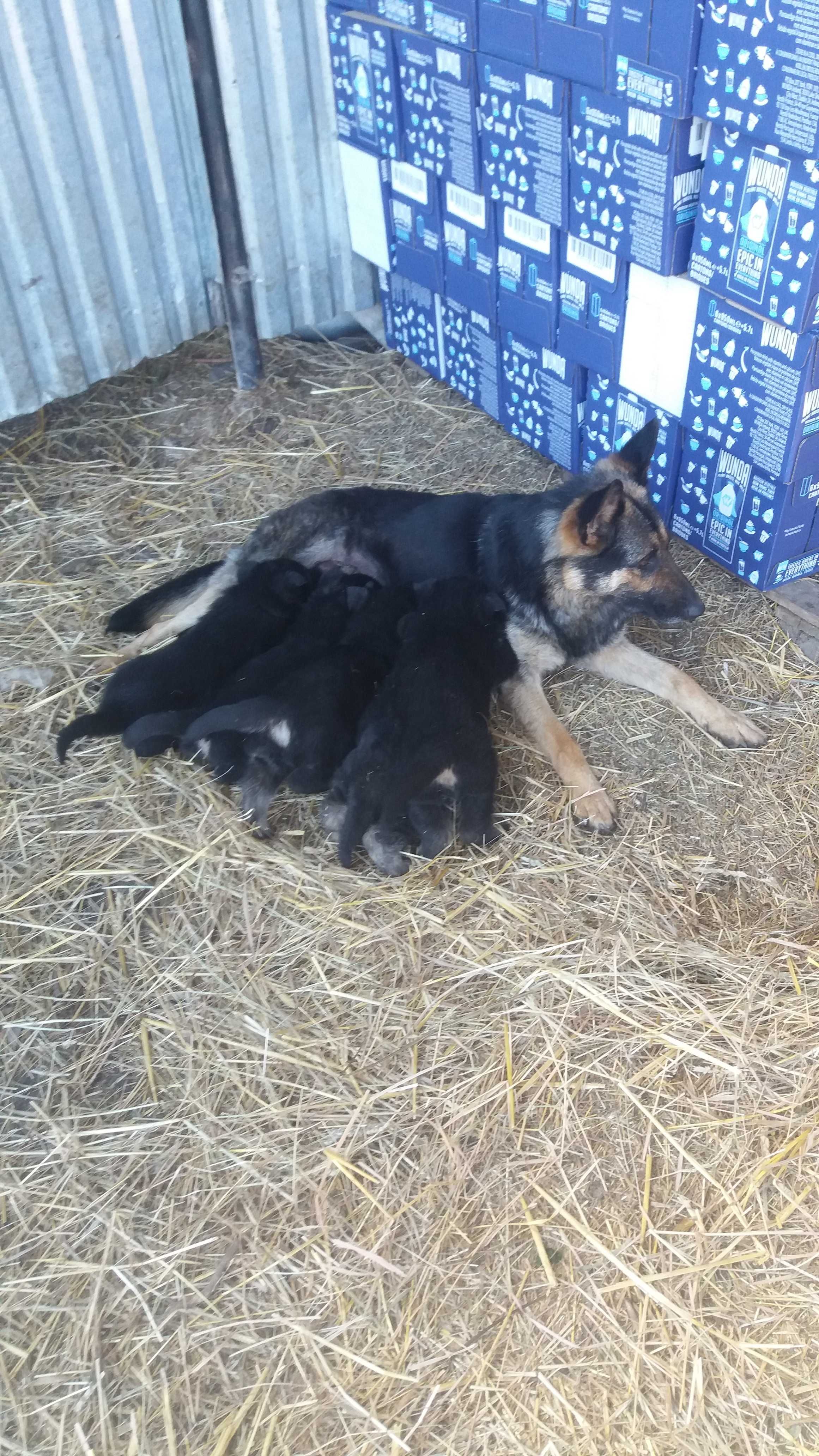 Німецька вівчарка