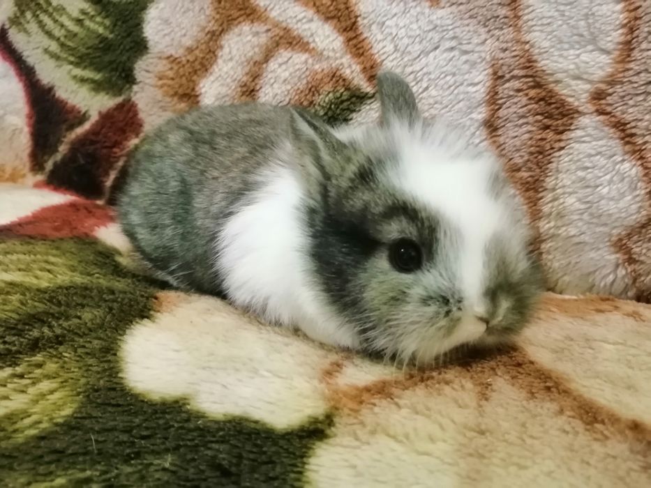 Декоративні (міні) кролики)