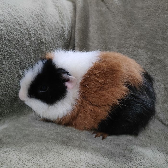 Piękny samiec barankowy świnka morska kawia domowa